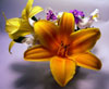 flower2_s.jpg (3935 bytes)